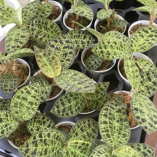 観葉植物　マコデス　ジュエルオーキッド