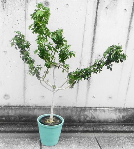 【値下げ早いもの勝ち！】オシャレな観葉植物をお探しの方へ⋰シェフレラ・コンパクタ⋰曲がり樹形