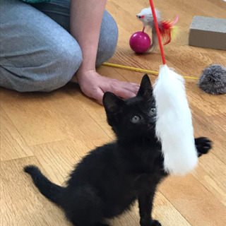 ★子猫譲ります★黒猫／人懐っこい★里親募集！