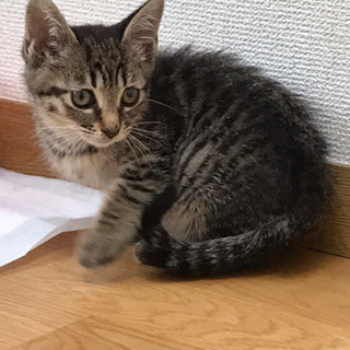 ★子猫譲ります★キジトラ2ヶ月★里親募集！