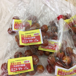 ミニトマト、奥武蔵きゅうり