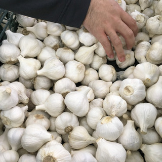 【農薬不使用】にんにく　3円　越谷産　M玉