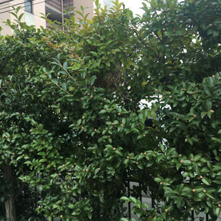 何でも屋のオノサービス