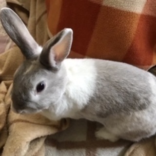 穴うさぎ　里親募集！　０円