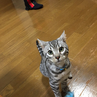 ⭐️至急⭐️ベンガル猫の里親さん募集です！