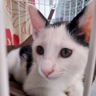 子猫兄妹2匹生後2ヶ月