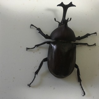 カブトムシ　オス2匹＆メス1匹