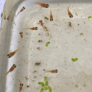 楊貴妃メダカ【稚魚】1匹200円