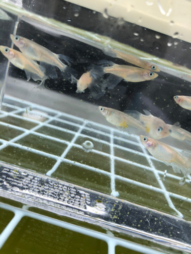 改良メダカMIX(10匹稚魚サイズ〜若魚サイズ)