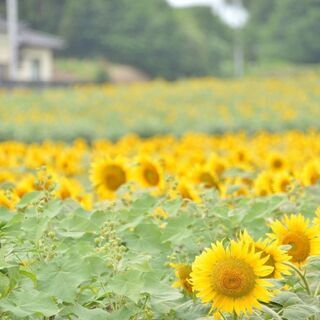 8月2日(日)　ひまわり撮影会参加者募集!!
