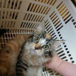 里親募集します。