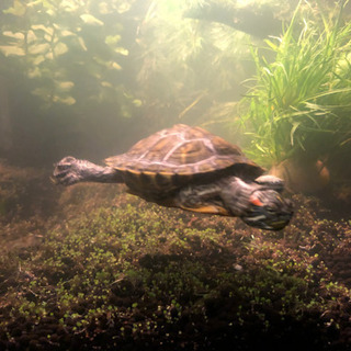 ミドリガメの里親になっていただけませんか？ - 海老名市