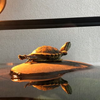 ミドリガメの里親になっていただけませんか？ - その他