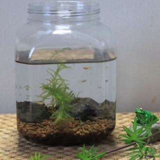 夏休み自由研究メダカ飼育セット(屋内用)　1,200円の画像