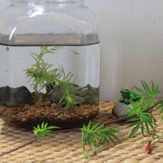 簡単メダカ飼育セット(屋内用)　1,000円