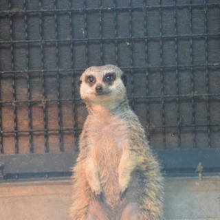 動物園・水族館や自然が好きなお友達募集 - 立川市