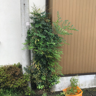 庭木の剪定伐採　承ります♪( ´▽｀) - 剪定/造園