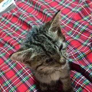 子猫です