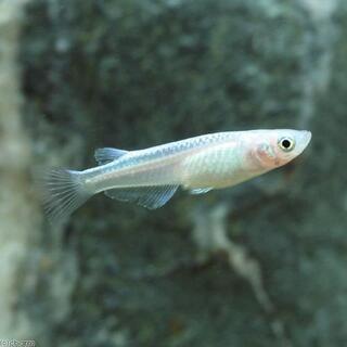 白幹之メダカ若魚(3匹)