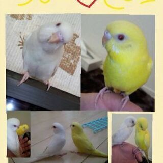 セキセイインコ（アルビノ）