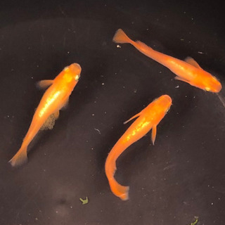 めだか　プラチナ牡丹　　稚魚　１０匹の画像