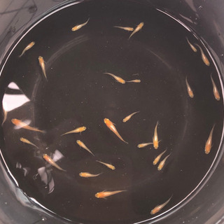 めだか　プラチナ牡丹　　稚魚　１０匹の画像