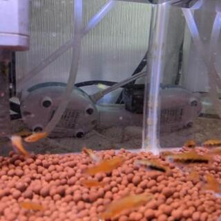 熱帯魚　卵胎生　10匹　パイナップル　レッド　ソードテール幼魚