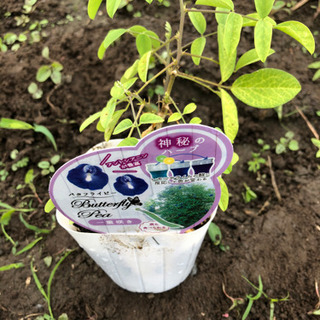 無農薬ハーブ各種販売