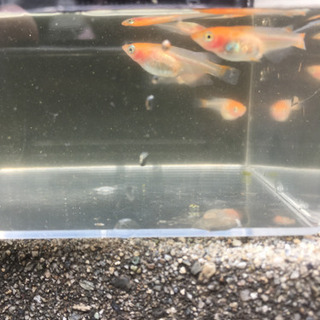 メダカ卵、媛紅白錦、かわいいの画像