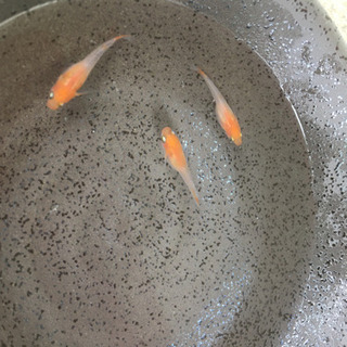 メダカ卵、媛紅白錦、かわいいの画像