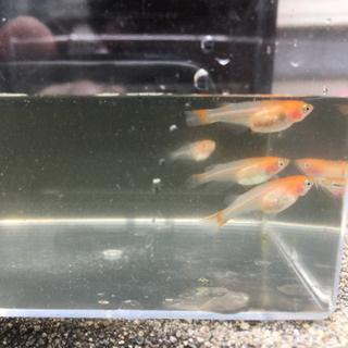 メダカ卵、媛紅白錦、かわいいの画像