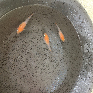 メダカ卵、媛紅白錦、かわいいの画像