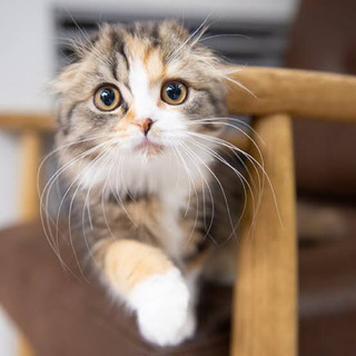 猫カフェに行きませんか