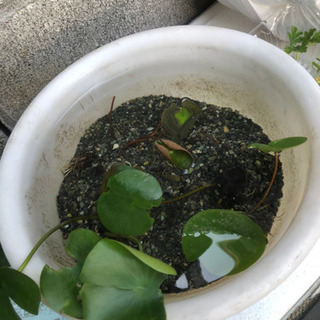 睡蓮　白（ピンクぽくもある）　一株