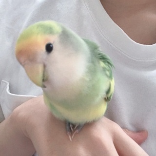 インコが迷子です。