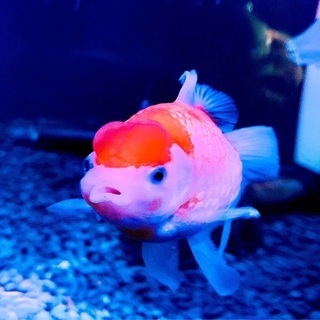 金魚欲しいです