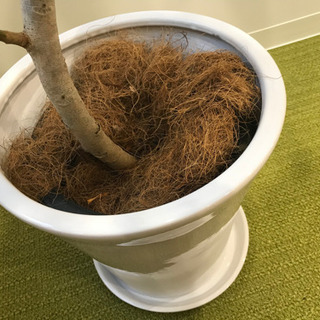 観葉植物①　【港区南青山のオフィスまで来てくださる方限定】
