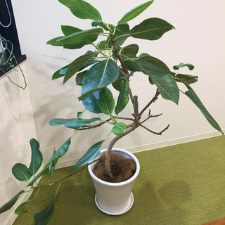 観葉植物①　【港区南青山のオフィスまで来てくださる方限定】の画像
