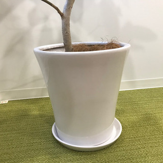 観葉植物①　【港区南青山のオフィスまで来てくださる方限定】の画像