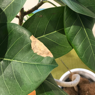 観葉植物①　【港区南青山のオフィスまで来てくださる方限定】の画像
