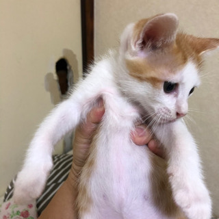 子猫の里親様募集