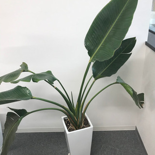 観葉植物②　【港区南青山のオフィスまで来てくださる方限定】