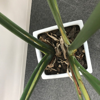観葉植物②　【港区南青山のオフィスまで来てくださる方限定】の画像