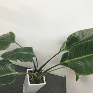 観葉植物②　【港区南青山のオフィスまで来てくださる方限定】の画像