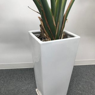 観葉植物②　【港区南青山のオフィスまで来てくださる方限定】の画像