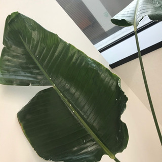 観葉植物③【港区南青山のオフィスまで取りに来てくださる方限定】の画像