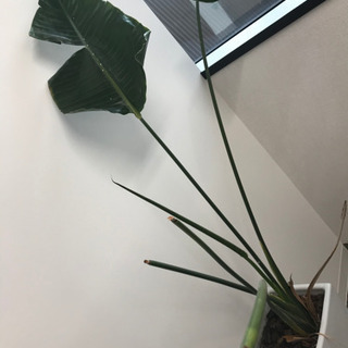 観葉植物③【港区南青山のオフィスまで取りに来てくださる方限定】