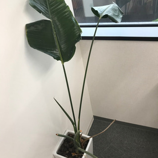 観葉植物③【港区南青山のオフィスまで取りに来てくださる方限定】の画像