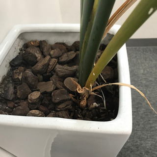 観葉植物③【港区南青山のオフィスまで取りに来てくださる方限定】の画像