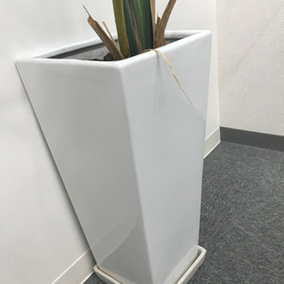 観葉植物③【港区南青山のオフィスまで取りに来てくださる方限定】の画像